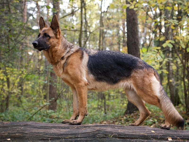 A Mexican German Shepherd called Zuyaqui is thought to be the dog that has captured the most drugs in Mexican history. His body is now on display at the Mexican Secretariat of National Defense's Narco Museum in Mexico City.