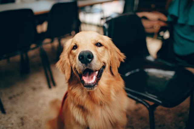 What's true of the Labrador Retriever is also usually true of close cousin the Golden Retriever. That's certainly true when it comes to levels of aggression. Other than enjoying a nibble of their owners when teething, this is a dog whose main emotion is love and devotion.
