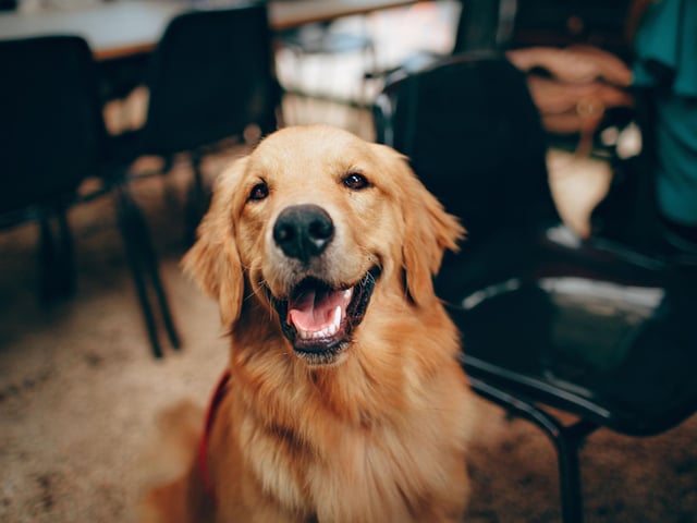 What's true of the Labrador Retriever is also usually true of close cousin the Golden Retriever. That's certainly true when it comes to levels of aggression. Other than enjoying a nibble of their owners when teething, this is a dog whose main emotion is love and devotion.