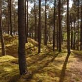 Scotland has missed its national target to plant 13,500 hectares of trees in 2021/22, creating 10,480 hectares -- the impact of storms and the massive emergency clear-up operations required in their aftermath has been blamed for the shortfall
