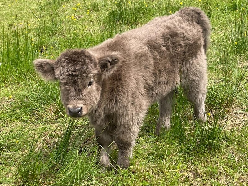 This cute calf is already a star attraction for visitors
