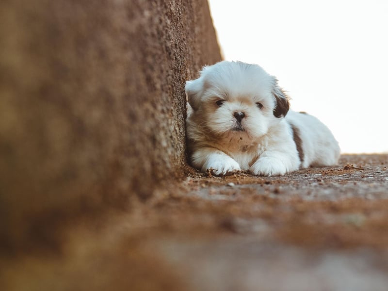 The Shih Tzu was so prized that for many decades the Chinese refused to trade, sell or gift them to any other countries. The first dogs arrived in England and Norway in the 1930s, with the USA having to wait until the 1960s for the breed to arrive - they were instantly hugely popular.