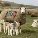 A Hebridean farmer has painted his sheep with messages of support for the NHS