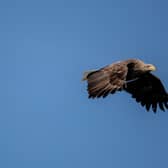 The sea eagle’s wingspan can extend to eight feet