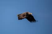 The sea eagle’s wingspan can extend to eight feet