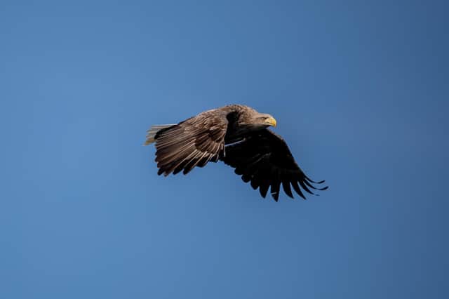 The sea eagle’s wingspan can extend to eight feet