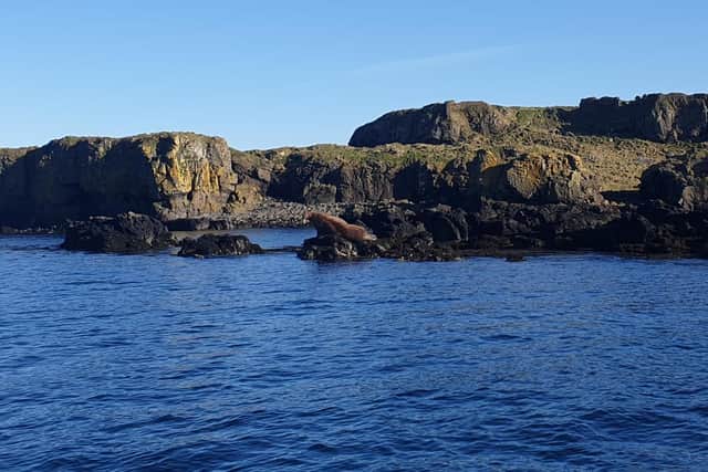 Creel fisherman Lorn MacRae snapped the walrus enjoying some winter sun on a rocky isle off Scotland's west coast on Monday