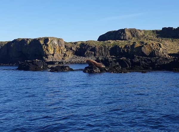 Creel fisherman Lorn MacRae snapped the walrus enjoying some winter sun on a rocky isle off Scotland's west coast on Monday