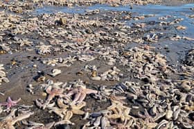 Hundreds of thousands of starfish can be seen at Kirkcaldy beach (Pic: Fife Free Press)