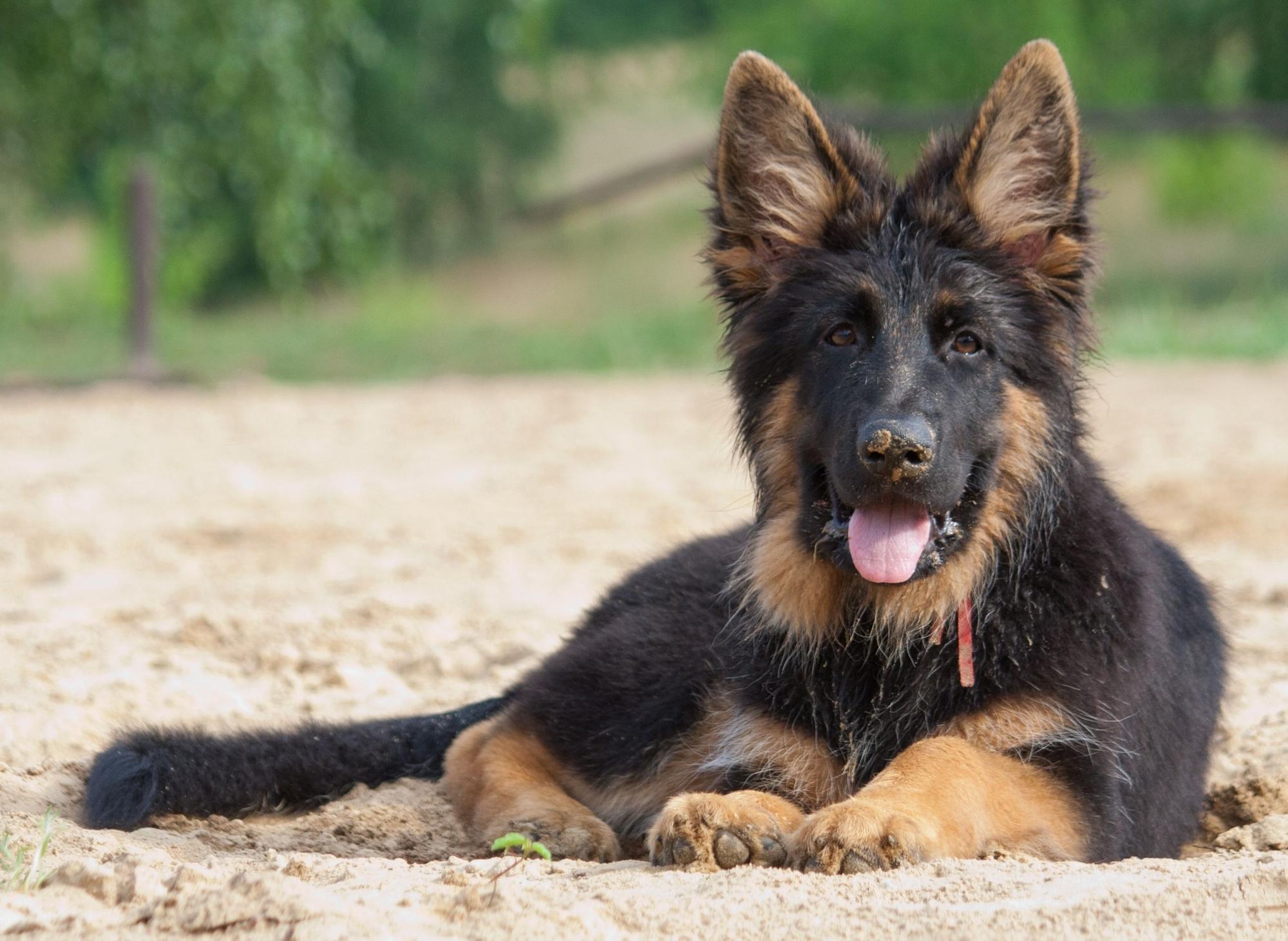 Top 10 best sale german shepherd names
