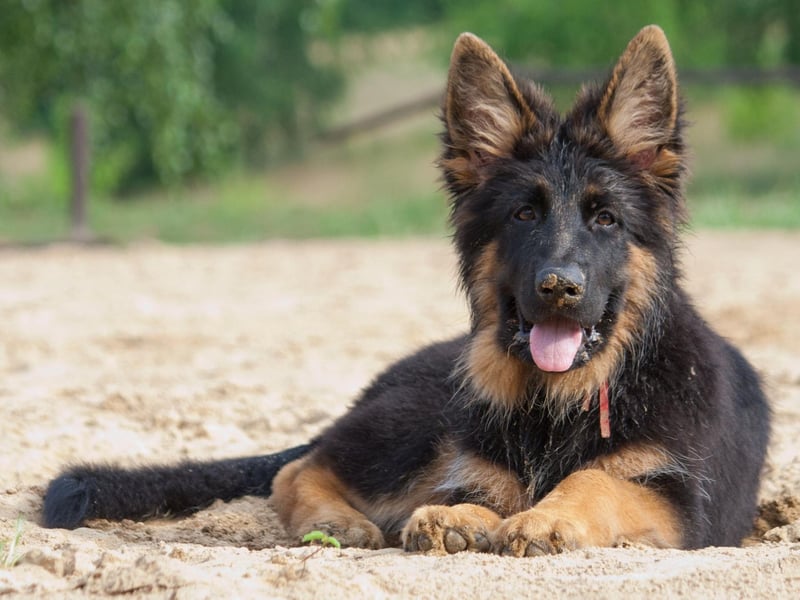 The most popular name for German Shepherds is Kaiser. It's a German name, meaning 'emperor'. Earlier this year a German Shepherd police dog called Kaiser was hailed a hero after being stabbed five times in the head when he caught a man trying to break into a house. He survived the attack and returned to duty.