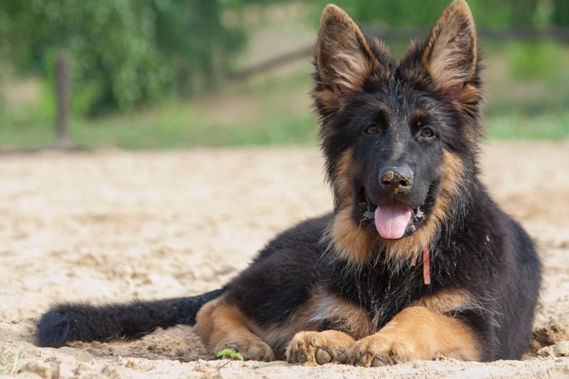 The most popular name for German Shepherds is Kaiser. It's a German name, meaning 'emperor'. Earlier this year a German Shepherd police dog called Kaiser was hailed a hero after being stabbed five times in the head when he caught a man trying to break into a house. He survived the attack and returned to duty.