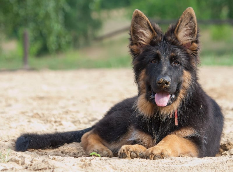 The most popular name for German Shepherds is Kaiser. It's a German name, meaning 'emperor'. Earlier this year a German Shepherd police dog called Kaiser was hailed a hero after being stabbed five times in the head when he caught a man trying to break into a house. He survived the attack and returned to duty.