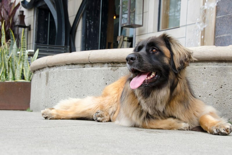 Another gentle giant, the Leonberger is most likely to use its 399 psi bite to chew sticks, toys - and maybe its owners shoes.