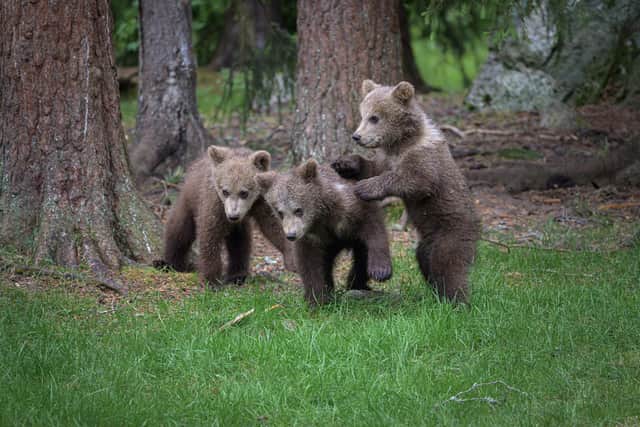 Mike traveled to the wilds of Finland with guide Paul McDougall to capture these stunning shots - Animal News Agency