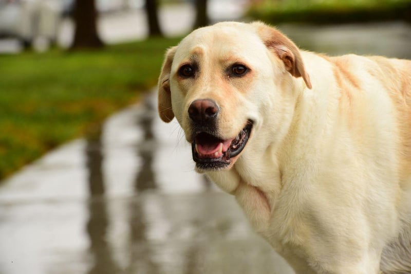 Labradors are highly-intelligent, a trait exemplified by a service dog called Endal who found fame in the UK in the 2000s. Endal was able to respond to over 100 instructions and could carry out a large number of tasks for his owner - including picking items from supermarket shelves, operating buttons and switches, loading and emptying a washing machine, and withdrawing cash from an autoteller.