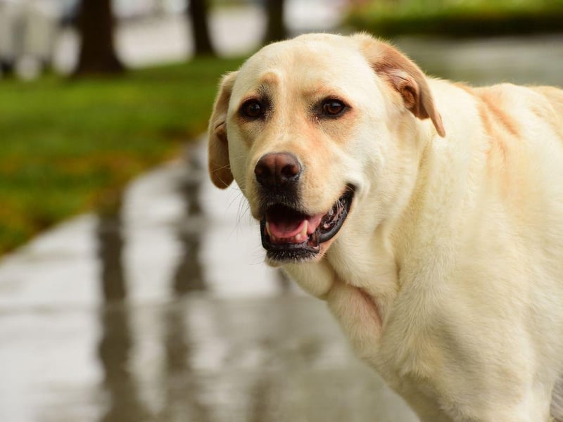 Labradors are highly-intelligent, a trait exemplified by a service dog called Endal who found fame in the UK in the 2000s. Endal was able to respond to over 100 instructions and could carry out a large number of tasks for his owner - including picking items from supermarket shelves, operating buttons and switches, loading and emptying a washing machine, and withdrawing cash from an autoteller.