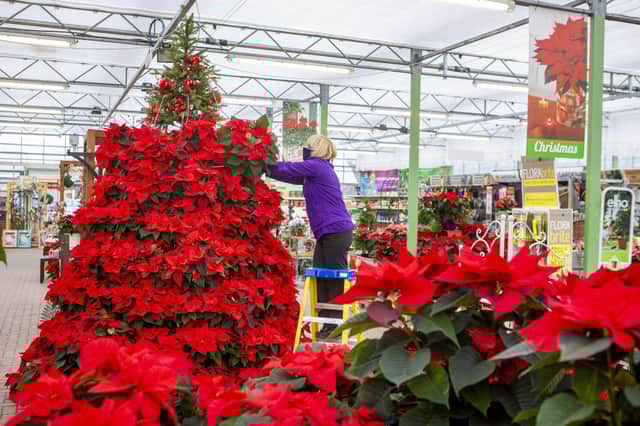 Elizabeth Gracie puts the last plant on the annual poinsettia Christmas Tree at Pentland Plants