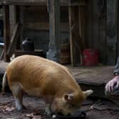 Nicolas Cage in Pig, the EIFF's 2021 opening film.