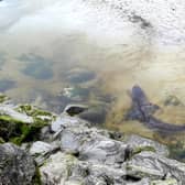Twitter user Katie was alerted to the presence of the small shark in South Uist on Friday May 28 and managed to capture it swimming in the shallow waters of Loch Bee. (Image credit: @StationeryWoman)