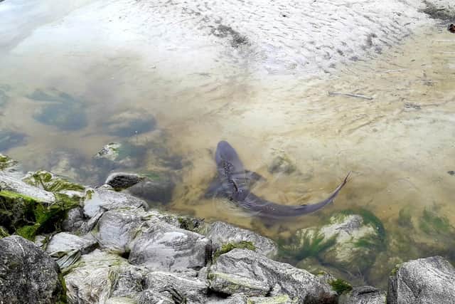 Twitter user Katie was alerted to the presence of the small shark in South Uist on Friday May 28 and managed to capture it swimming in the shallow waters of Loch Bee. (Image credit: @StationeryWoman)