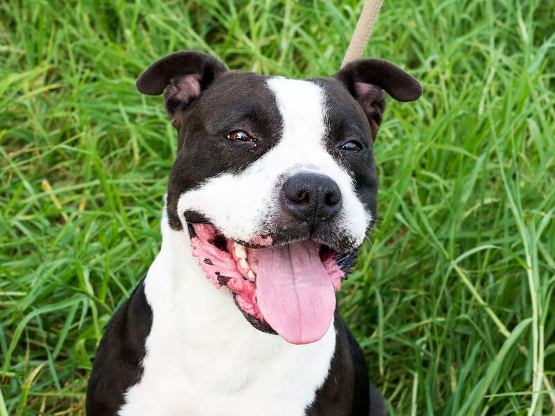 These often-misunderstood dogs have big hearts. The Staffordshire Bull Terrier is described as "highly intelligent and affectionate, especially with children" by the Kennel Club. Though they were originally bred as a fighting dog, they make wonderful family pets.