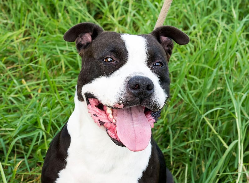 These often-misunderstood dogs have big hearts. The Staffordshire Bull Terrier is described as "highly intelligent and affectionate, especially with children" by the Kennel Club. Though they were originally bred as a fighting dog, they make wonderful family pets.