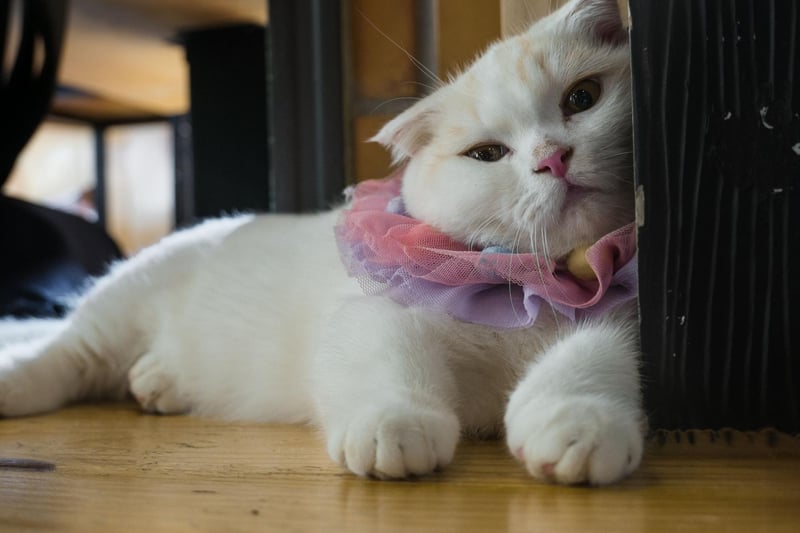 The popular Munchkin cat breed is as popular as ever. However, they are all affected by a gene that means their legs don't grow properly, which can cause problems with pain in their legs and other leg problems.