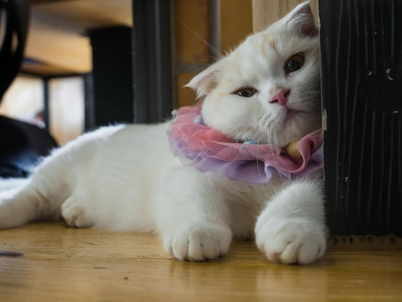 The popular Munchkin cat breed is as popular as ever. However, they are all affected by a gene that means their legs don't grow properly, which can cause problems with pain in their legs and other leg problems.
