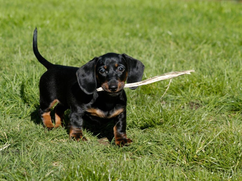 One of the more unusual, yet still popular, names for Dachshunds is Fudge. It's presumably inspired by the beautiful colour of the dog's coat.