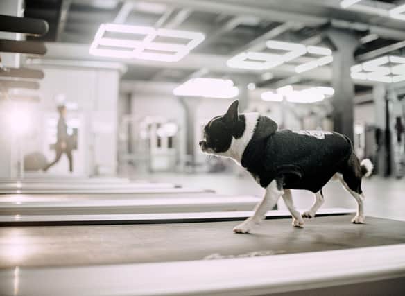 Here are the fittest breeds of dog that won't let you skip the daily walk (this sporty Chihuahua isn't one of them).