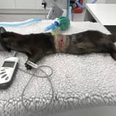 The otter was rescued after it was spotted with fishing line wound round its middle in North Tyneside.