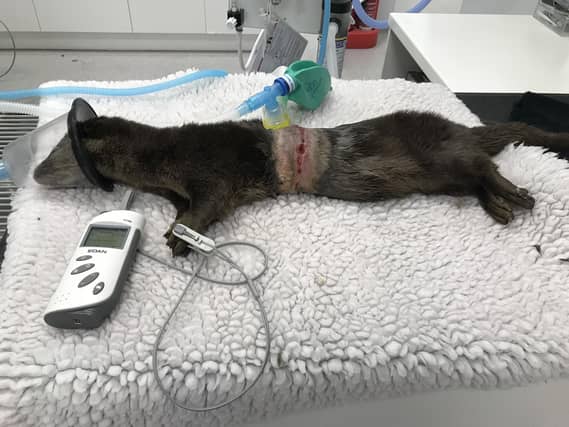 The otter was rescued after it was spotted with fishing line wound round its middle in North Tyneside.
