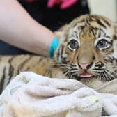 Three rare Amur tiger cubs have been revealed as two girls and a boy after they successfully passed their first health check at a wildlife park in the Highlands.