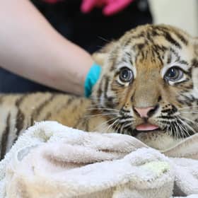 Three rare Amur tiger cubs have been revealed as two girls and a boy after they successfully passed their first health check at a wildlife park in the Highlands.
