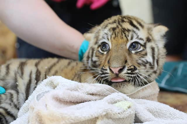 Three rare Amur tiger cubs have been revealed as two girls and a boy after they successfully passed their first health check at a wildlife park in the Highlands.