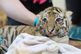 Three rare Amur tiger cubs have been revealed as two girls and a boy after they successfully passed their first health check at a wildlife park in the Highlands.
