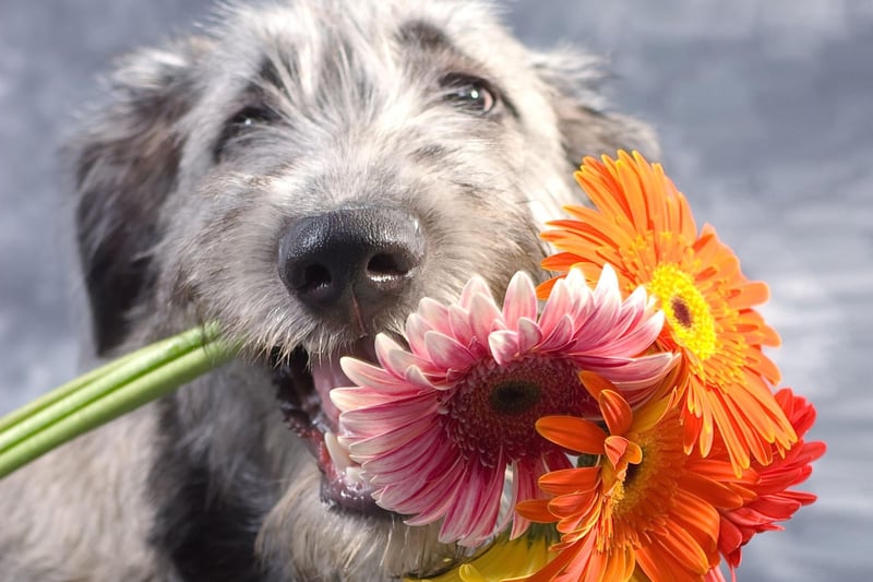 First we're looking at the signs your dog is suffering from allergies, with scratching the first symptom. The amount of itching your pet may experience can range from mild to excessive, and is most common around the armpit, chest and paw areas. When left untreated, the itching can lead to your dog scratching skin until raw, increasing the risk of infection. If you notice that your dog has been scratching or licking its skin more than normal, do not hesitate to contact your veterinarian.