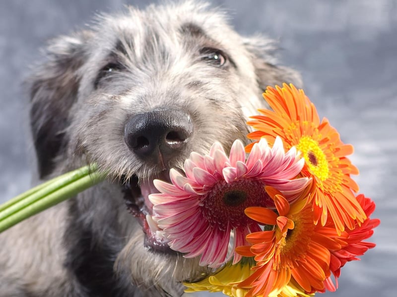 First we're looking at the signs your dog is suffering from allergies, with scratching the first symptom. The amount of itching your pet may experience can range from mild to excessive, and is most common around the armpit, chest and paw areas. When left untreated, the itching can lead to your dog scratching skin until raw, increasing the risk of infection. If you notice that your dog has been scratching or licking its skin more than normal, do not hesitate to contact your veterinarian.