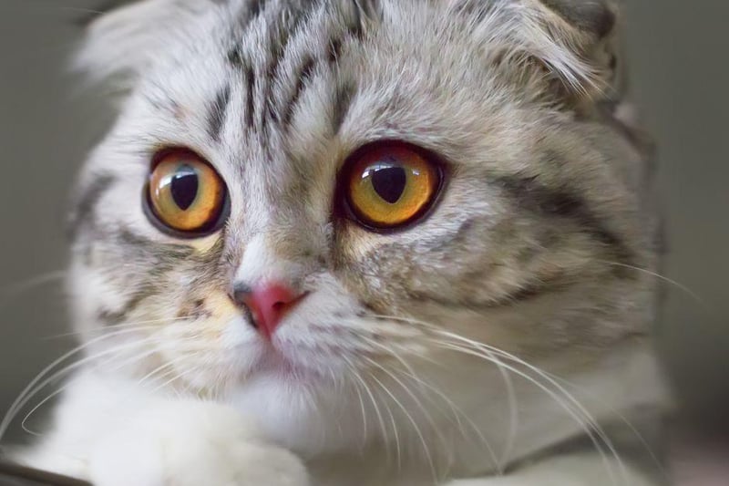 Bred in Scotland, hence its name, the Scottish Fold can weigh up to 14lbs. Sadly this breed can develop arthritis in their tails early due to genetic abnormalities. They are cuddly, however, due to this painful condition, they may shun snuggles due to the pain. Please be mindful of this is adopting a Scottish Fold.