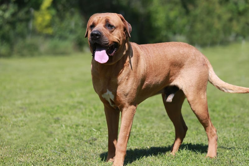 Another breed banned in the UK, the Japanese-born Tosa Inu is a dog that was bred for fighting, with a fearsome bite. Like all dogs, they can become gentle family pets if properly trained, but it's a serious challenge to do so, and there's alway a chance that they could deliver a nasty bite if scared or anxious.