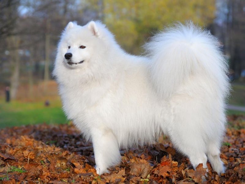The Samoyed can claim to have both one of the fluffiest and one of the whitest coats in the dog world. Their coat is both dirt and water resistant, making them a surprisingly low-maintenance breed.