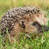 The findings are not a reason to fear hedgehogs, say the researchers. Picture: Pia B. Hansen/SWNS