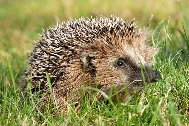 The findings are not a reason to fear hedgehogs, say the researchers. Picture: Pia B. Hansen/SWNS