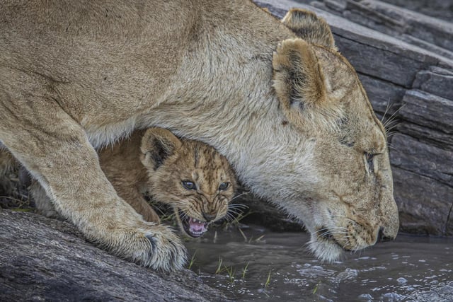A young cub tries to get a drink under its mother on the Olare River, Kenya.