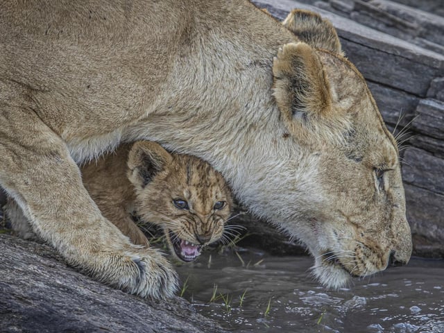 A young cub tries to get a drink under its mother on the Olare River, Kenya.