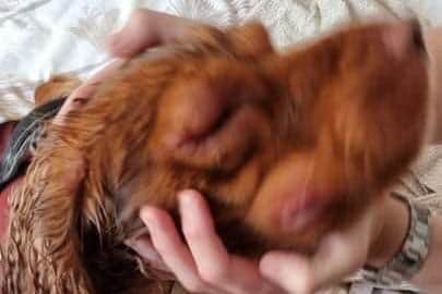 Hector's head was swollen to nearly twice its normal size