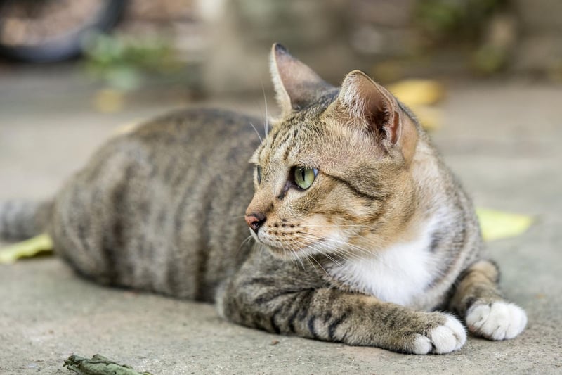With their easy going temperament, the American Shorthair are excellent family pets for households with children and are an excellent choice for first-time cat parents.