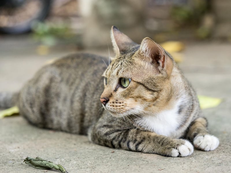 With their easy going temperament, the American Shorthair are excellent family pets for households with children and are an excellent choice for first-time cat parents.