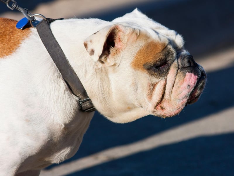 A Bulldog called Otto entered the Guiness Book of World Records in the unlikely catoegory of 'longest human tunnel travelled through by a skateboarding dog'. He skateboarded under the legs of 30 people in Peru in 2015.